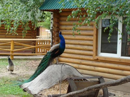 � ����� ��������