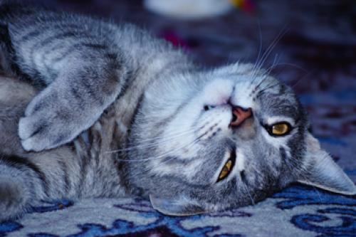 ����� � �� ���