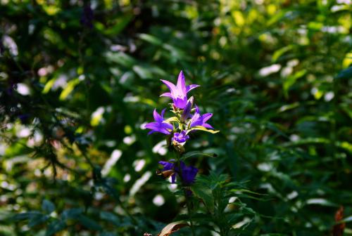 ����������� ������