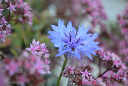 ����� ����� �����