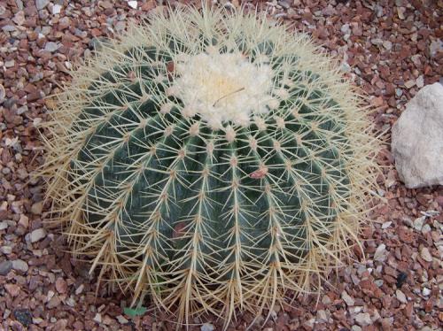 ������ �������