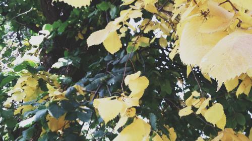 ������ �����