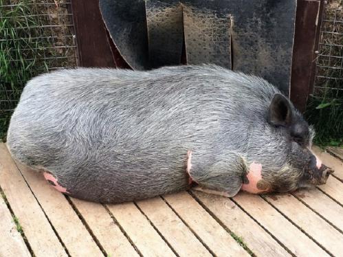 �� ������