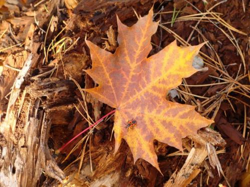 ��������� �����