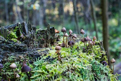 �������� �� �������� ����