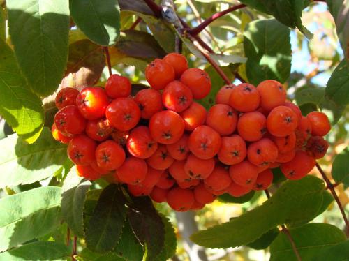 ����� ������ �������