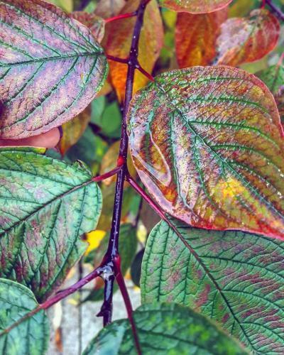 ����� �����