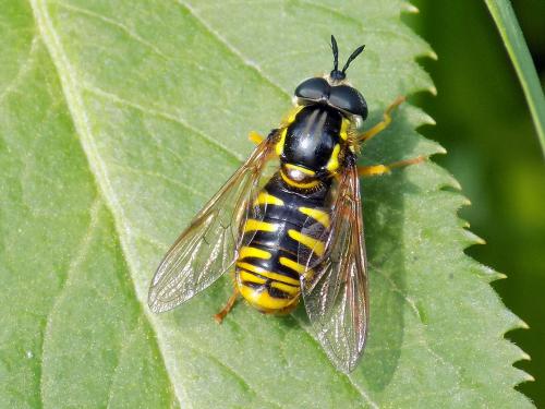 ���� ��������