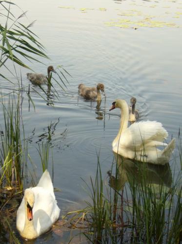 ��������� ��������