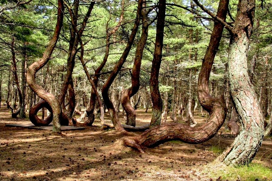 танцующий лес фото