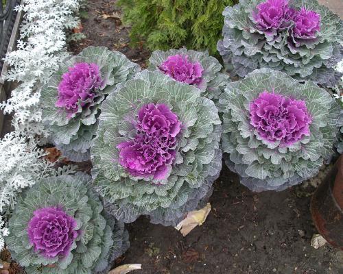 Brassica oleracea