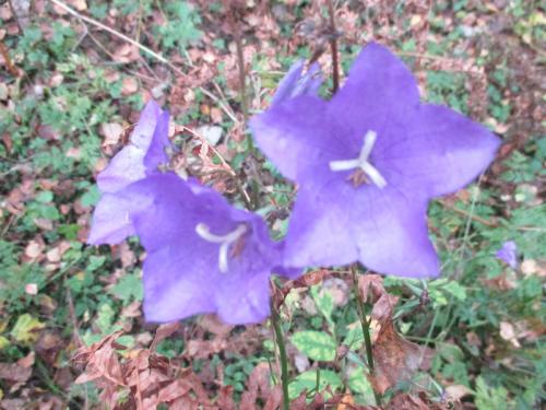 ��� ������������