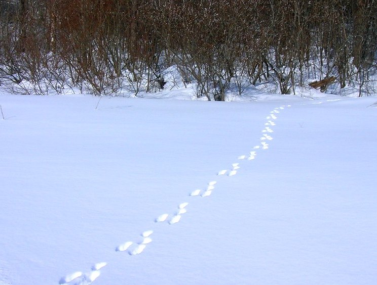 След зайца на снегу 5. Следы зайца. Вороньи следы на снегу. Заячьи следы в лесу. Следы зайца на снегу.
