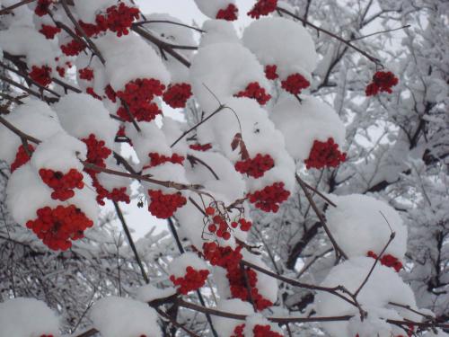 ������ �������