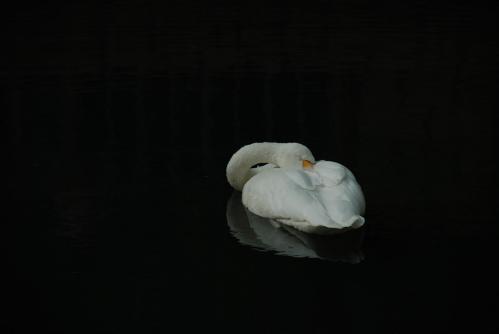 Спящий лебедь