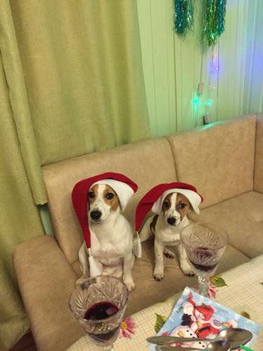 ������� ���� ������