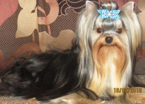 ������� �������