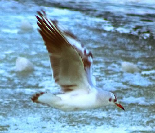 ������ ����