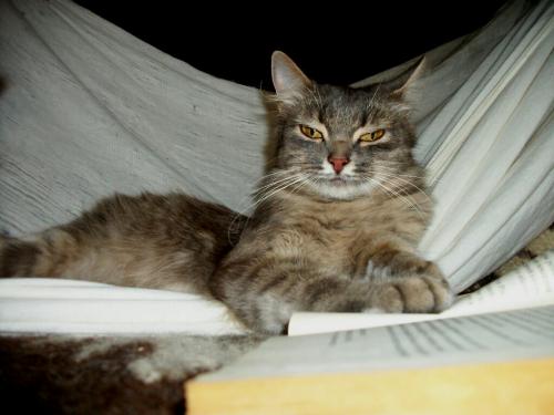 ����� ������� �����