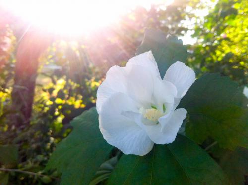 Blooming day