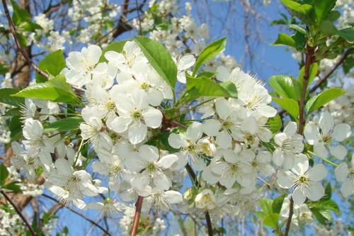 ����� �������