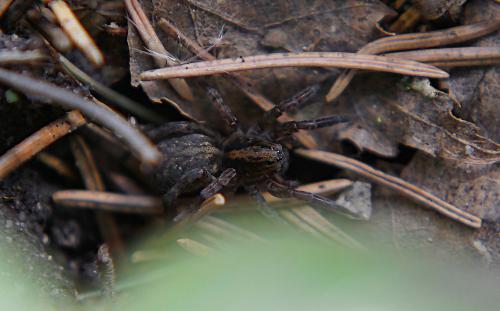 �������� ���