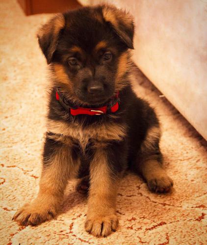 German Shepherd puppy