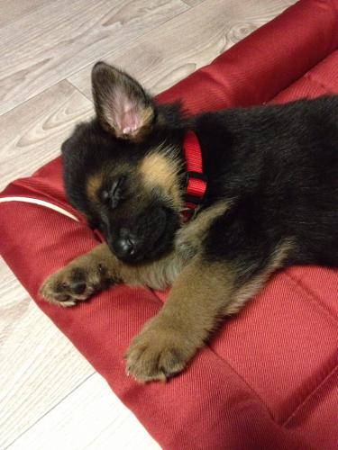 GSD puppy