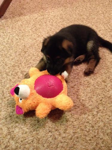 Gsd