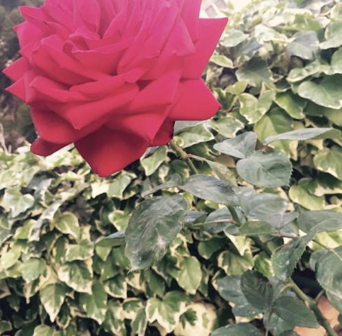 �������� ����� 