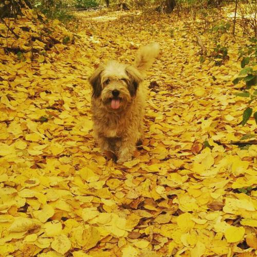 ��� ������ ��������