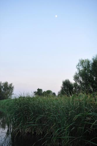 Evening