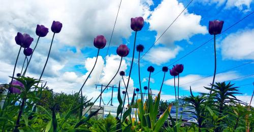 sky and flowers