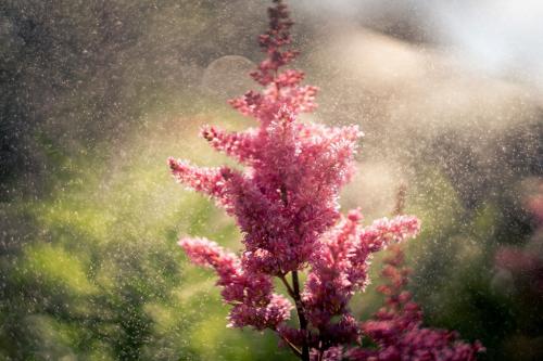 sunlight in the rain