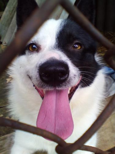 ������ ��� �������