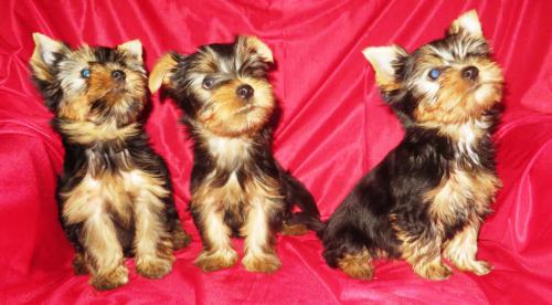 ��� �� ��� �����������??