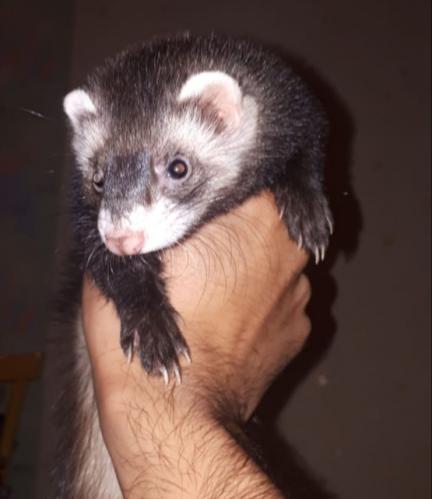 ������� �����