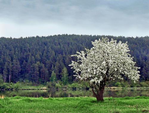 � ������ ����