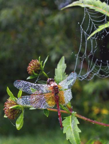 ������ ���������