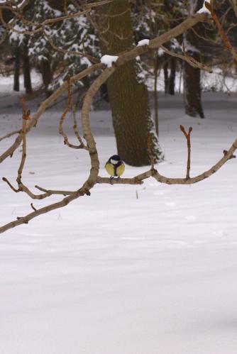 � ������ ����� 