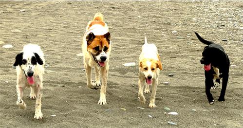 ���������� ��������