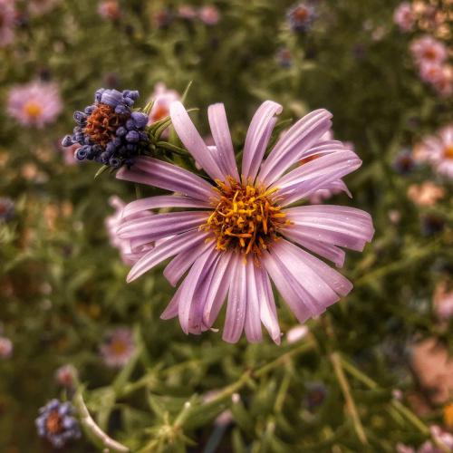 ������� ����