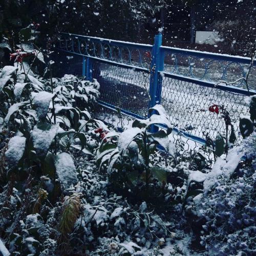 ������ ����