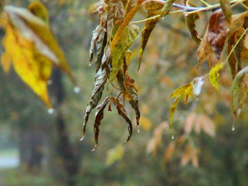 ������� �����