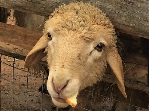 ��� ��������