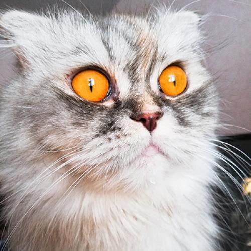 �������� ������