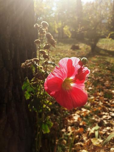 ������� ���