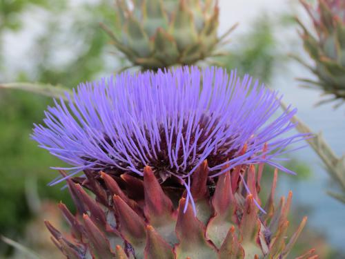 ������� �������