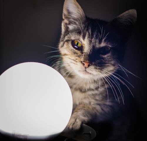 ���������� ���