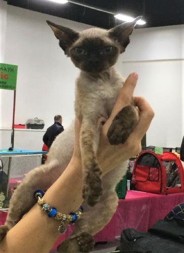 ����� ��������